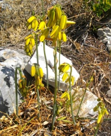 Albuca fragrans flowering while leafless