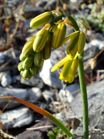 Albuca fragrans taking a bow