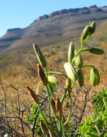 Albuca