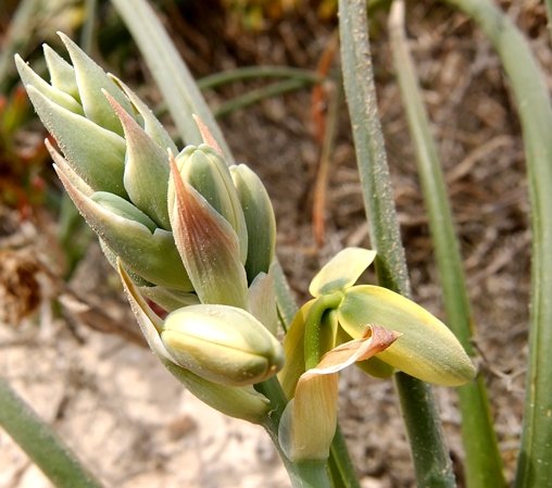 Albuca grandis