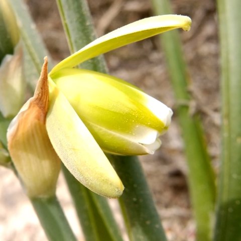 Albuca grandis flower