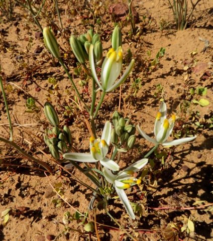 Albuca longipes flowers