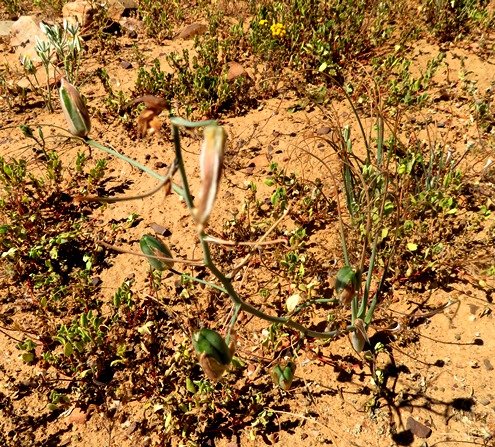Albuca longipes fruit capsules