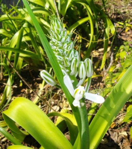 Albuca nelsonii blooming starts