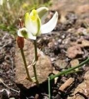 Albuca setosa outer tepals spreading