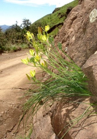 Albuca rupestris