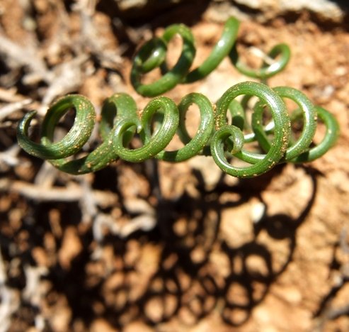 Albuca viscosa leaves
