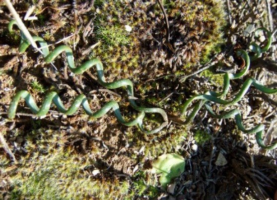 Albuca viscosa