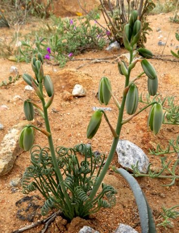 Albuca spiralis
