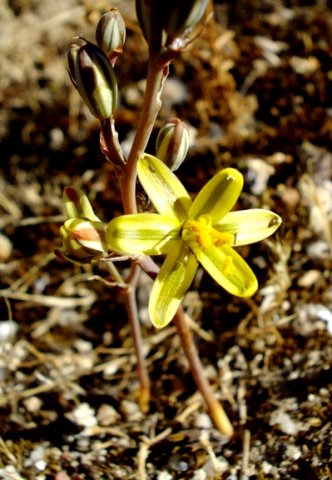 Albuca suaveolens