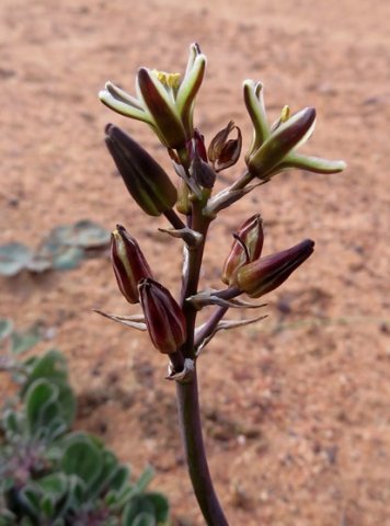Albuca suaveolens, a darkened raceme