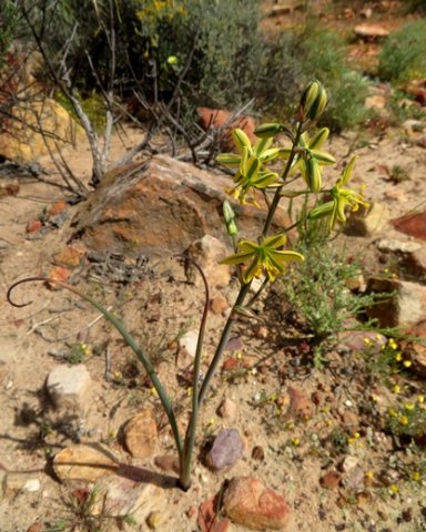 Albuca suaveolens in the Biedouw Valley