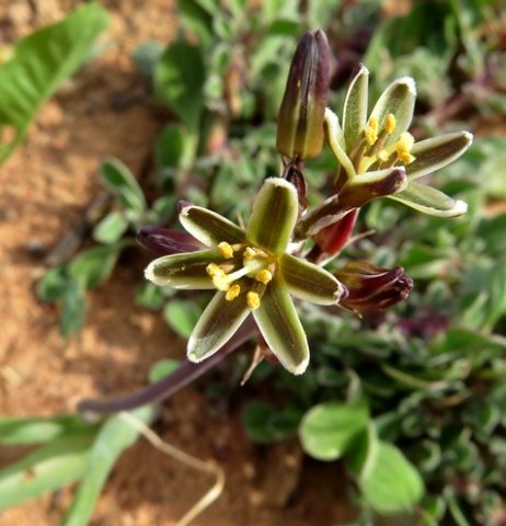 Albuca suaveolens old flowers facing up