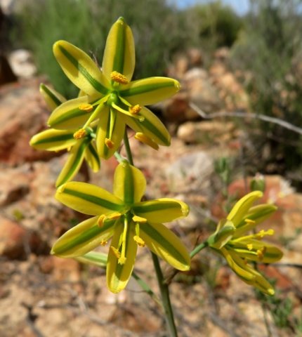Albuca suaveolens inflorescence