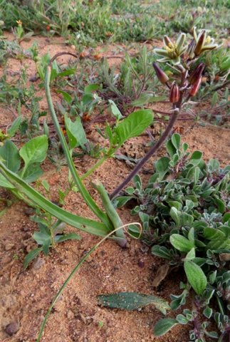 Albuca suaveolens leaves