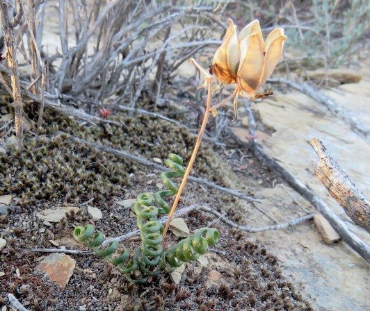 Albuca viscosa open capsule