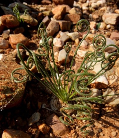 Albuca viscosa lush leaves