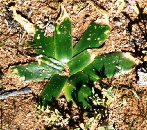 Albuca secunda