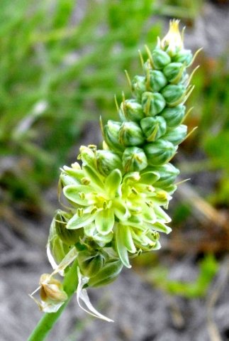 Albuca virens subsp. virens raceme
