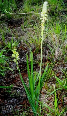 Albuca virens subsp. virens