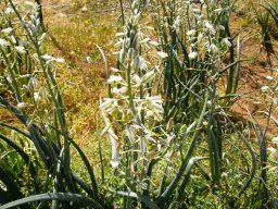 Albuca canadensis