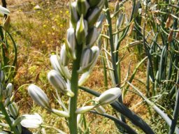 Albuca canadensis flowers