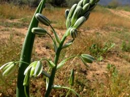Albuca canadensis inflorescence