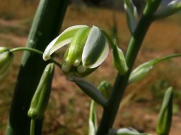 Albuca canadensis tepal tips