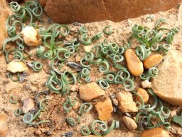 Albuca concordiana