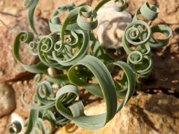 Albuca concordiana leaves