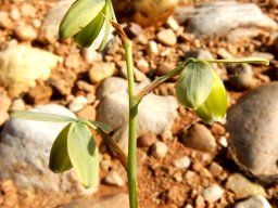 Albuca cooperi short raceme
