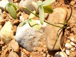 Albuca cooperi