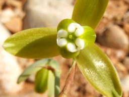 Albuca cooperi tepal tips