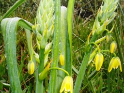 Albuca flaccida