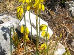 Albuca fragrans flowering while leafless