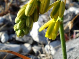 Albuca fragrans taking a bow