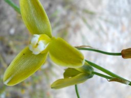 Albuca fragrans flower