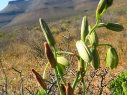 Albuca