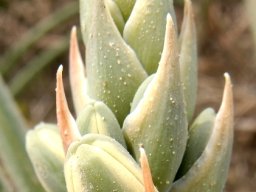 Albuca grandis shielded buds
