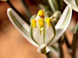 Albuca longipes flower facing up