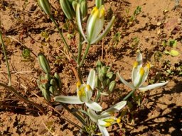 Albuca longipes flowers