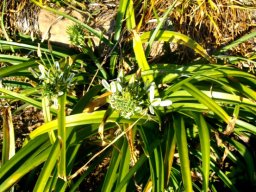 Albuca nelsonii
