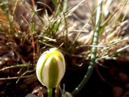 Albuca setosa budding