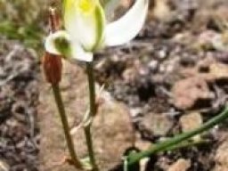 Albuca setosa outer tepals spreading