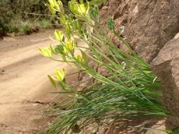 Albuca rupestris