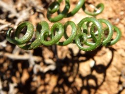 Albuca viscosa leaves