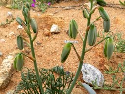 Albuca spiralis