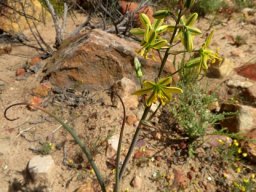 Albuca suaveolens in the Biedouw Valley