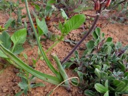 Albuca suaveolens leaves