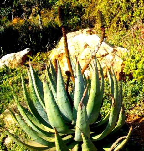 Aloe aculeata 